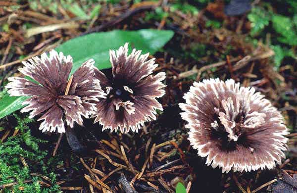 Thelephora caryophyllea